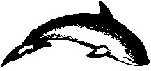 dolphin