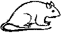 rat