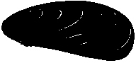 mussel