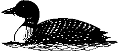 loon