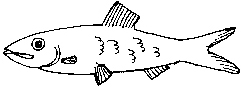 herring