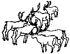 herd of reindeer