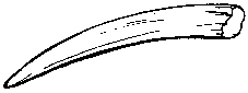 walrus tusk
