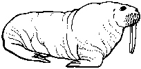 walrus