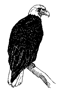 Haliaeetus leucocephalus