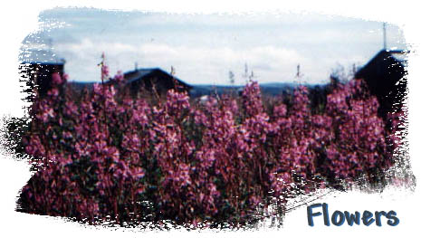 Field of Fireweed, Pamatuk, with Golovin Houses in the background