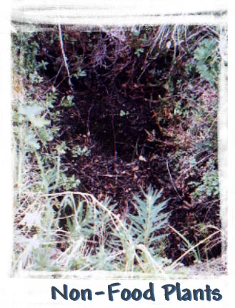 An old cache, dug into the tundra where food was stored in the cold ground. The Eskimo long sgo did not need refrigerators they simply used the environment of their advantage