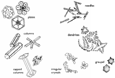 from "Discover Nature in Winter" by Elizabeth Lawlor 