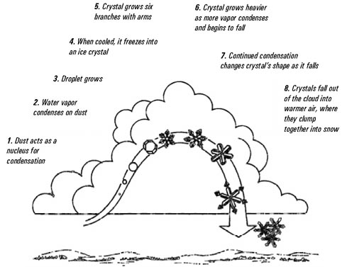 from "Discover Nature in Winter" by Elizabeth Lawlor 