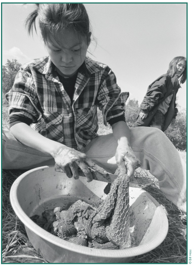 Angie David cleaning moose stomach (c'etoaa'zes) at Batzulnetas while Lorna David looks on, June '99.