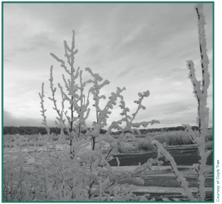 Frost along the Chistochina River.