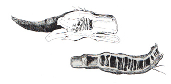 Angelica & Water hemlock