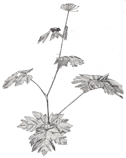 Cow Parsnip or Wild Celery