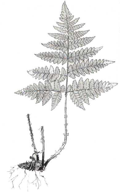 Shield Fern