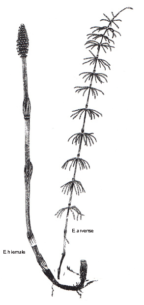Horsetail
