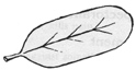 oblong leaf
