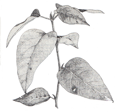 Poplar or Cottonwood