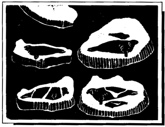 Seals by Lizzie Hawley