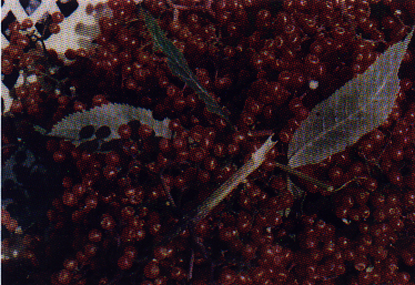 Elderberry
