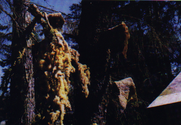 Herring eggs drying in village of Sitka