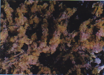 Herring eggs drying in village of Sitka