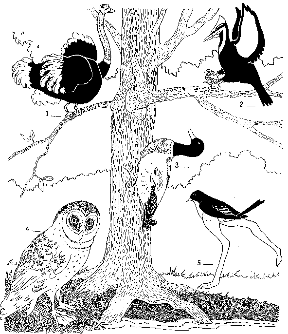 RANGER RICK'S NATURESCOPE: BIRDS, BIRDS, BIRDS! 