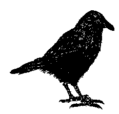 Common Raven