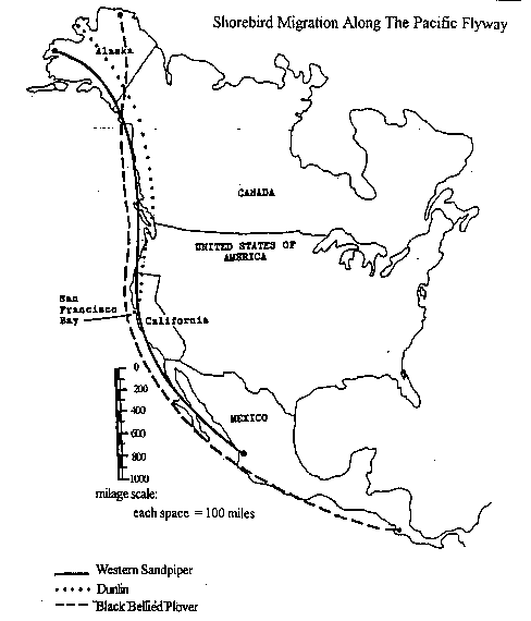 Migration Math Madness Map 