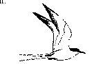 Arctic Tern