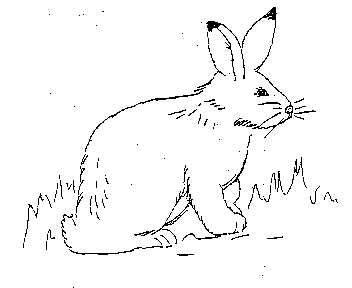 rabbit