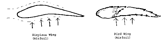 airplane and bird wing