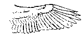 Long, broad wings