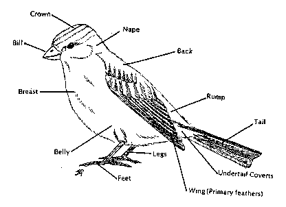 Parts of a Bird