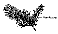 After-feathers