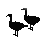 geese