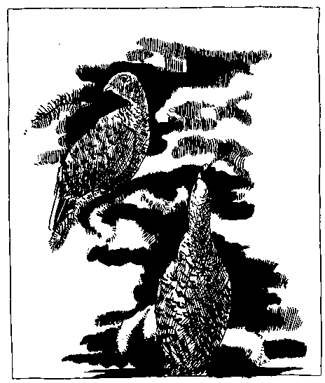Spruce Hens
