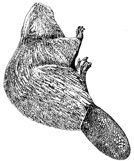 beaver