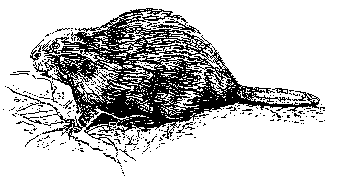 beaver