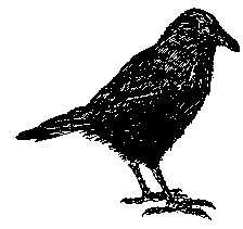 raven
