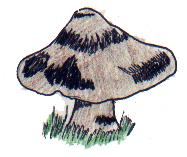 deer mushroom