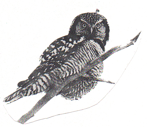 Northern Hawk-Owl 