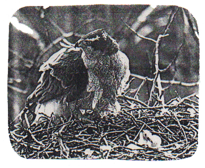 The Northern Goshawk!! 
