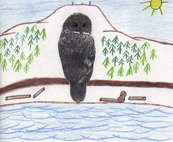 Great Gray Owl 