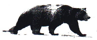 Black Bear