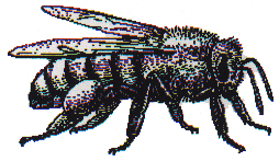 Bee