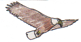eagle