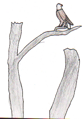 Eagle Story 