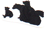 Black Bears