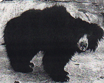 Sloth Bear