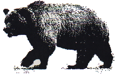 Bear